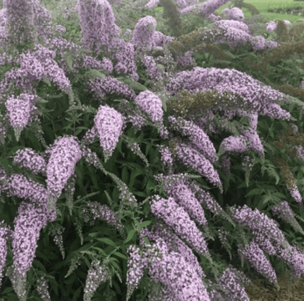 Butterfly Bush - Grand Cascade - Buddleia (gallon pot)